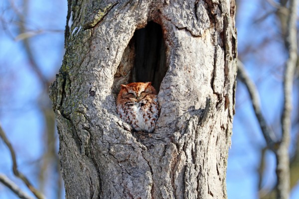 Enjoying The Winter Sun by Deb Oppermann